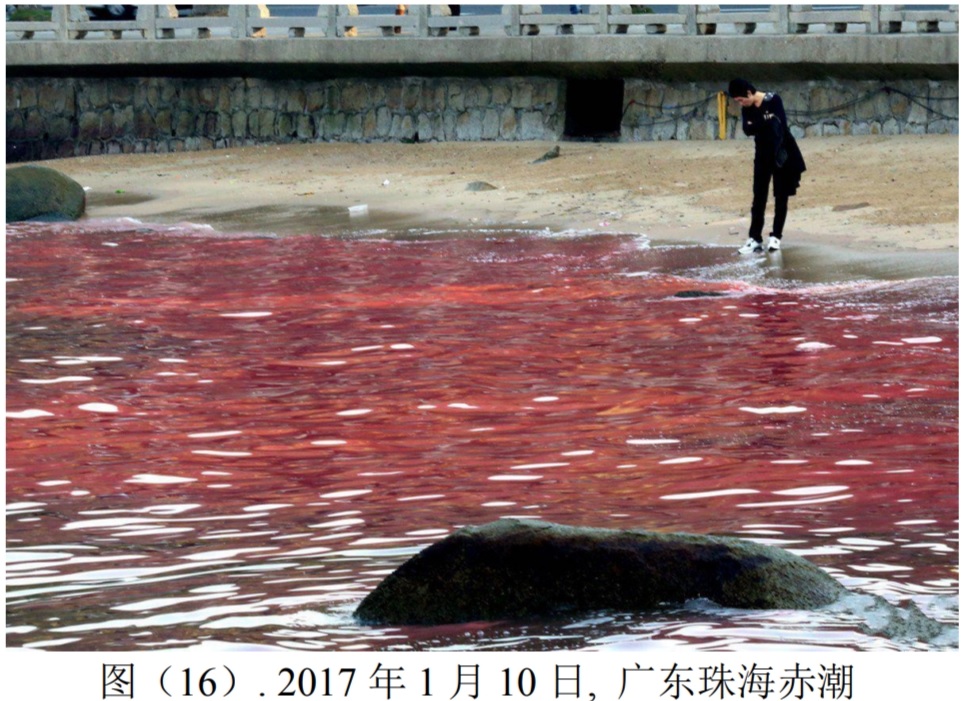  2017年1月10日, 广东珠海赤潮